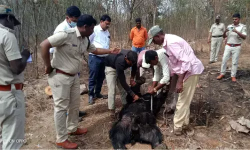 VIJAYANAGARA | ಕೂಡ್ಲಿಗಿಯಲ್ಲಿ ವಾಹನ ಢಿಕ್ಕಿಯಾಗಿ ಕರಡಿ ಸಾವು