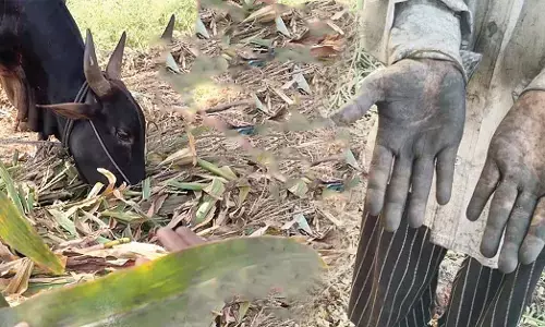 ಅನ್ನದಲ್ಲೂ ಧೂಳು, ಮೇವಿನಲ್ಲೂ ಧೂಳು