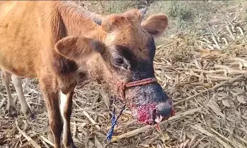 ಚಾಮರಾಜನಗರ: ಚಿರತೆ ದಾಳಿ; ಜಾನುವಾರುಗಳಿಗೆ ಗಾಯ