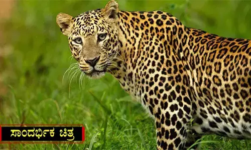 ಕೆಮ್ಮಣ್ಣು ಪರಿಸರದಲ್ಲಿ ಚಿರತೆ: ಸ್ಥಳೀಯರಲ್ಲಿ ಆತಂಕ