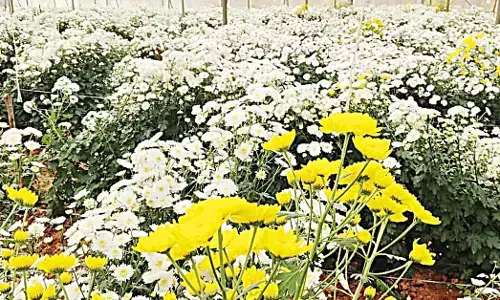 ಭಾವಾಪುರ ರೈತನ ಕೈ ಹಿಡಿದ ಕೋಲ್ಕತಾ ಸೇವಂತಿ