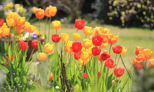 ತ್ಯಾಜ್ಯಗಳ ಬ್ಲ್ಯಾಕ್‌ಸ್ಪಾಟ್‌ನಲ್ಲಿ ಅರಳುತ್ತಿರುವ ಹೂವುಗಳು: ಬೀಡಿನಗುಡ್ಡೆ ಮೈದಾನದ ಬಳಿ ಉದ್ಯಾನವನ ನಿರ್ಮಾಣ