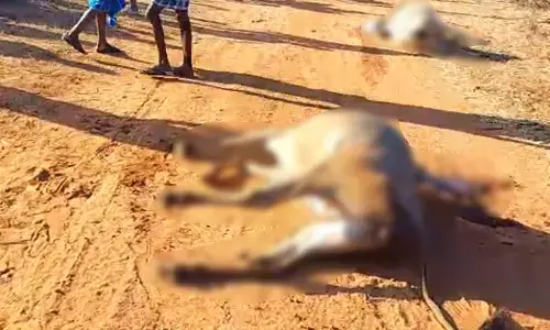 Chamarajanagar | ಶೆಟ್ಟಳ್ಳಿ ಗ್ರಾಮದಲ್ಲಿ ಆರು ಜಾನುವಾರುಗಳ ದಿಢೀರ್ ಸಾವು : ಗ್ರಾಮಸ್ಥರಲ್ಲಿ ಆತಂಕ