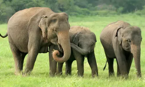 ಕಿವಿ ಮಾತ್ರವಲ್ಲ, ಪಾದವೂ ಕಿವಿ: ಆನೆಗಳ ಅಚ್ಚರಿ ರಹಸ್ಯ!