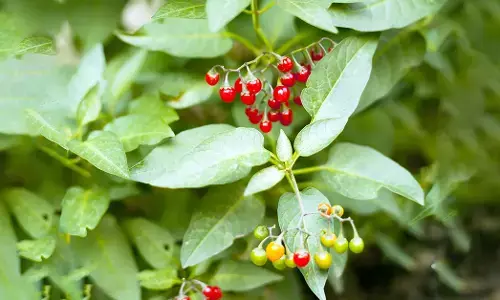 ವಿಷ ಸಸ್ಯಗಳು: ಇರಲಿ ಎಚ್ಚರ