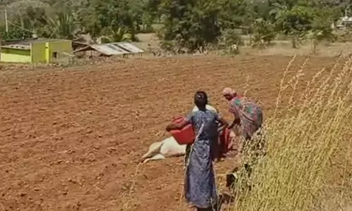 ಚಾಮರಾಜನಗರ | ಮತ್ತೆ ನಾಲ್ಕು ಹಸುಗಳ ದಿಢೀರ್ ಸಾವು : ಗ್ರಾಮಸ್ಥರಲ್ಲಿ ಆತಂಕ