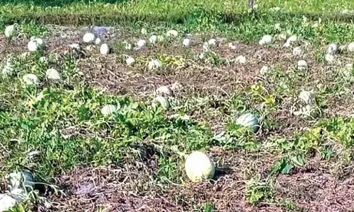 ಬೈಂದೂರು : ಕಲ್ಲಂಗಡಿ ಬೆಳೆದ ರೈತನಿಗೆ ನಿರಾಸೆ