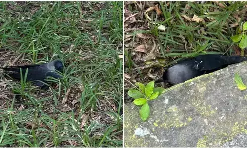 ತಮಿಳುನಾಡು| ಹಕ್ಕಿ ಜ್ವರದಿಂದ ನೂರಾರು ಕಾಗೆಗಳು ಸಾವು: ಸರಕಾರದಿಂದ ಸಲಹಾಸೂಚನೆ ಬಿಡುಗಡೆ