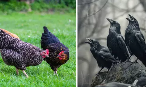 ತಮಿಳುನಾಡಿನಲ್ಲಿ ಹಕ್ಕಿ ಜ್ವರ ಭೀತಿ: 1,000 ಕ್ಕೂ ಹೆಚ್ಚು ಕಾಗೆಗಳು ಸಾವು; ರೋಗ ಲಕ್ಷಣಗಳು, ಪಾಲಿಸಬೇಕಾದ ಮುನ್ನೆಚ್ಚರಿಕೆ ಏನೇನು?