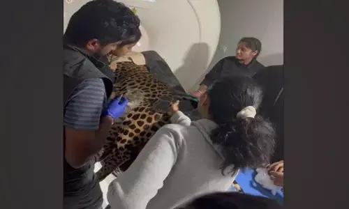 Shivamogga | ಪಾರ್ಶ್ವವಾಯುವಿಗೆ ತುತ್ತಾದ ಚಿರತೆ ‘ಭದ್ರಾ’ಗೆ ಎಂಆರ್‌ಐ ಸ್ಕ್ಯಾನ್