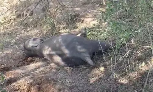 ಚಾಮರಾಜನಗರ : ತಾಳವಾಡಿ ಸಮೀಪ ಮರಿಯಾನೆ ಮೃತದೇಹ ಪತ್ತೆ