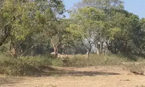 ಗಂಗನದೊಡ್ಡಿಯಲ್ಲಿ ಚಿರತೆ ಹಾವಳಿ: ಥರ್ಮಲ್ ಡ್ರೋನ್ ಮೂಲಕ ಕಾರ್ಯಾಚರಣೆ