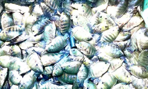 ಪಂಜರ ಮತ್ಸ್ಯ ಕೃಷಿಯಲ್ಲಿ  ‘ಕಳಸೆ’ ಮೀನು ಬೆಳೆ!