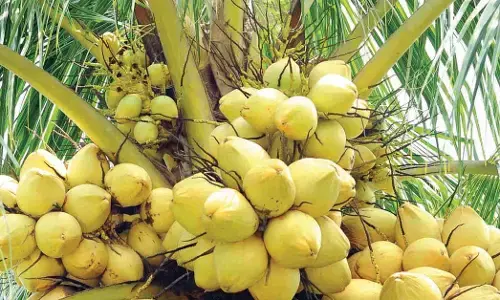 ಅಧಿಕ ಇಳುವರಿಯ ತೆಂಗಿನ ತಳಿಗಳನ್ನು ನೆಡಲು ಕೇಂದ್ರದ ಉತ್ತೇಜನ