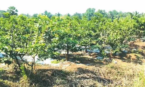 ಇನ್ನಾ ಪರಿಸರದಲ್ಲಿ ‘ಅರ್ಕ ಕಿರಣ’ ಪೇರಳೆ ಕೃಷಿ!