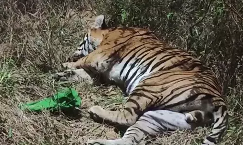 Kodagu | ಜಾನುವಾರುಗಳ ಮೇಲೆ ದಾಳಿ ಮಾಡುತ್ತಿದ್ದ ಹುಲಿ ಸೆರೆ