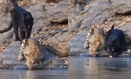 Chikkamagaluru | ಭದ್ರಾ ಹುಲಿ ಸಂರಕ್ಷಿತ ಪ್ರದೇಶದಲ್ಲಿ ಅಪರೂಪದ ದೃಶ್ಯ ಸೆರೆ