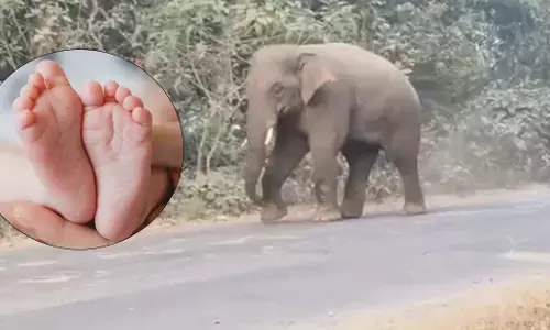 ಜಾರ್ಖಂಡ್| ಕಾಡಾನೆಗಳ ದಾಳಿಗೆ 1 ವರ್ಷದ ಮಗು ಸಹಿತ 6 ಮಂದಿ ಮೃತ್ಯು