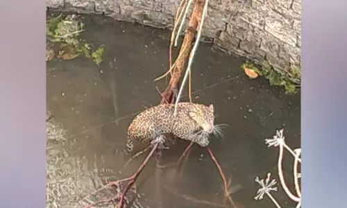 ತುಮಕೂರು | ಬಾವಿಗೆ ಬಿದ್ದ ಚಿರತೆ