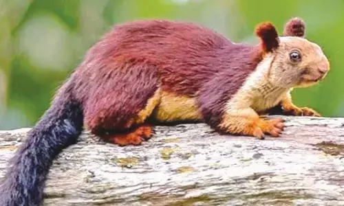 ತೆಂಗು ಬೆಳೆಗಾರರಿಗೆ ಸವಾಲಾಗಿರುವ ಕೆಂಚಳಿಲು ಕಾಟ