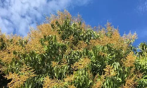 ಚಿಕ್ಕಮಗಳೂರು ಜಿಲ್ಲೆಯಲ್ಲಿ ಮಾವು ಬೆಳೆಗೆ ಪೂರಕ ವಾತಾವರಣ