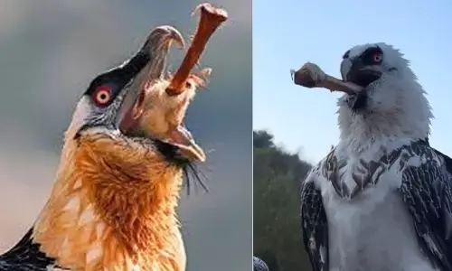 ಮೂಳೆಯನ್ನು ಆಹಾರವಾಗಿ ಸೇವಿಸುವ ರಣಹದ್ದುವನ್ನು ಬಲ್ಲಿರಾ?