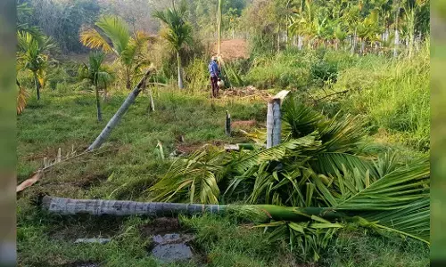 SHIVAMOGGA | ಆನೆ ದಾಳಿಗೆ ತೆಂಗು, ಅಡಿಕೆ ಮರಗಳು ನಾಶ: ಅರಣ್ಯ ಇಲಾಖೆ ವಿರುದ್ಧ ರೈತರ ಆಕ್ರೋಶ