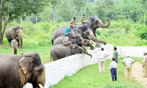 ‘ಆನೆಧಾಮ’ ಮಾನವ-ಆನೆ ಸಂಘರ್ಷಕ್ಕೆ ಪರಿಹಾರ