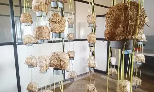 ಬೀದರ್‌ನಲ್ಲಿದೆ ಕಲ್ಯಾಣ ಕರ್ನಾಟಕದ ಏಕೈಕ ಓಯಸ್ಟರ್ ಅಣಬೆ ಬೆಳೆ, ಬೀಜ ತಯಾರಿಕಾ ಕೇಂದ್ರ