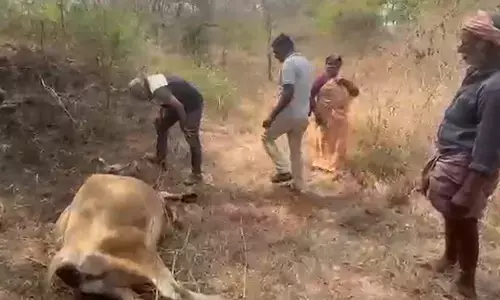 ಚಾಮರಾಜನಗರ : ಹುಲಿ ದಾಳಿಗೆ ಹಸು ಬಲಿ