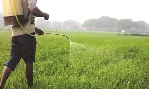 ಪೀಡೆನಾಶಕಗಳ ಅತಿಬಳಕೆ: ಆಹಾರ, ನೀರು ವಿಷಮಯ