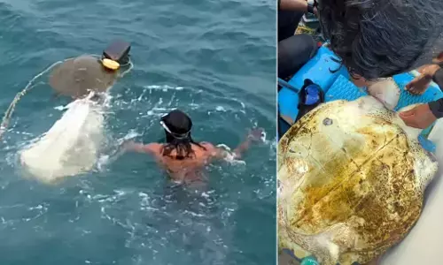 ಭಟ್ಕಳ | ಮೀನುಗಾರಿಕಾ ಬಲೆಗೆ ಸಿಲುಕಿದ್ದ ಅಪರೂಪದ ಆಮೆಯನ್ನು ಕಾಪಾಡಿದ ‘ಜಸ್ಟ್ ಡೈವ್ ತಂಡ