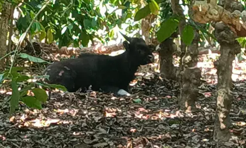 Kodagu | ಕಾಡುಕೋಣಕ್ಕೆ ಢಿಕ್ಕಿಯಾಗಿ ಗೂಡ್ಸ್ ಆಟೋ ಪಲ್ಟಿ : ಇಬ್ಬರಿಗೆ ಗಾಯ