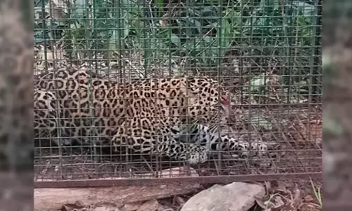 UDUPI | ಕುಂತಲನಗರ: ಅರಣ್ಯ ಇಲಾಖೆಯ ಬೋನಿನಲ್ಲಿ ಚಿರತೆ ಸೆರೆ