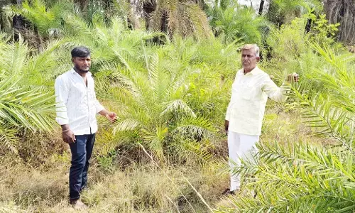 ಯಾದಗಿರಿ | ಜಿಲ್ಲಾಡಳಿತದ ನಿರ್ಲಕ್ಷ್ಯದಿಂದ ನಶಿಸುತ್ತಿರುವ ಈಚಲ ವನ ರಕ್ಷಣೆಗೆ ಉಮೇಶ ಕೆ. ಮುದ್ನಾಳ ಆಗ್ರಹ