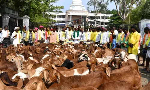 ಯಾದಗಿರಿ | ಕುರುಬ ಸಮುದಾಯಕ್ಕೆ ಎಸ್.ಟಿ ಸಿಂಧುತ್ವ ಪ್ರಮಾಣಪತ್ರ ನೀಡಲು ಕುರಿ ಹಿಂಡುಗಳೊಂದಿಗೆ ಪ್ರತಿಭಟನೆ