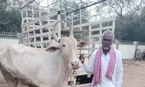 ಕೆಂಭಾವಿ | ಎತ್ತು ಕಳವು ಆರೋಪಿಯ ಬಂಧನ