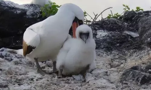 ಪ್ರಕೃತಿಯ ಕಠೋರ ಪೋಷಕರು | ತಮ್ಮದೇ ಮರಿಗಳನ್ನು ಕೊಲ್ಲುವ 5 ಜೀವಿಗಳ ಬಗ್ಗೆ ಇಲ್ಲಿದೆ ಮಾಹಿತಿ…