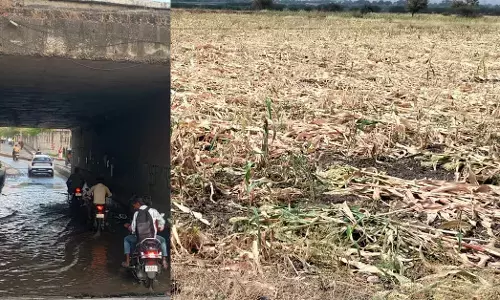 Raichur | ಏಕಾಏಕಿ ಮಳೆಯಿಂದ ಜೋಳದ ಬೆಳೆ ನಾಶ