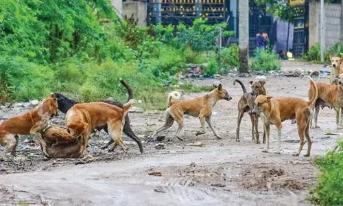 ಆಲಮೇಲದಲ್ಲಿ ಬೀದಿನಾಯಿಗಳ ತೀವ್ರ ಹಾವಳಿ