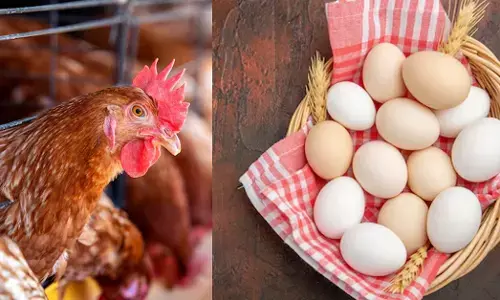 ಹಕ್ಕಿ ಜ್ವರ | ಭಾರತ ಸೇರಿದಂತೆ 40 ದೇಶಗಳಿಂದ ಕೋಳಿ, ಮೊಟ್ಟೆ ಆಮದಿಗೆ ಸೌದಿ ಅರೇಬಿಯಾ ನಿಷೇಧ