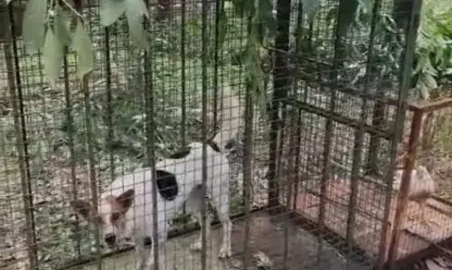 ಮಂಗಳೂರು: ಚಿರತೆಯ ಬೋನಿಗೆ ಬಿದ್ದ ನಾಯಿ!