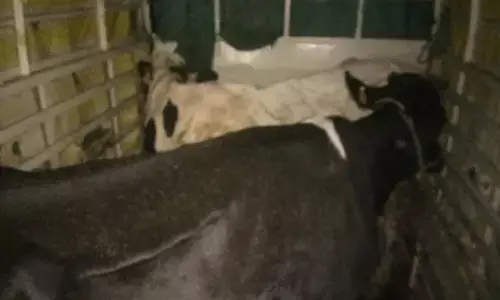 ವಿಟ್ಲ| ಅಕ್ರಮ ಗೋ ಸಾಗಾಟ ಆರೋಪ: ವಾಹನ ವಶಕ್ಕೆ; ಪ್ರಕರಣ ದಾಖಲು