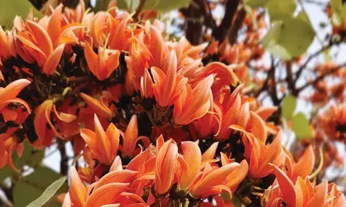 ಹೋಳಿಯಲ್ಲಿ ಮಾಯವಾಗುತ್ತಿರುವ ಮುತ್ತುಗದ ಹೂವಿನ ಕಂಪು