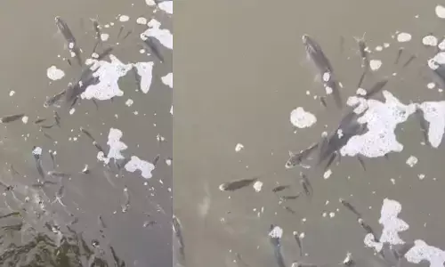 ಶಹಾಪುರ | ಹಳ್ಳಕ್ಕೆ ವಿಷ ಮಿಶ್ರಣ : ನೂರಾರು ಮೀನು ಸಾವು, ಗ್ರಾಮಸ್ಥರಲ್ಲಿ ಆತಂಕ