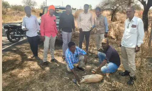 ಔರಾದ್ | ನಾಯಿಗಳ ದಾಳಿಯಿಂದ ಜಿಂಕೆ ರಕ್ಷಣೆ