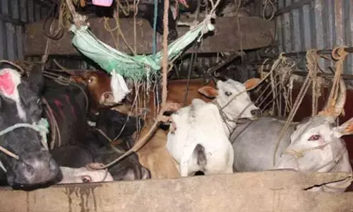 ರಾಜಸ್ಥಾನ: ಶಂಕಿತ ಅಕ್ರಮ ಜಾನುವಾರು ಸಾಗಾಟಗಾರರು- ಸ್ವಘೋಷಿತ ಗೋರಕ್ಷಕರ ನಡುವೆ ಘರ್ಷಣೆ; ಯುವಕ ಸಾವು