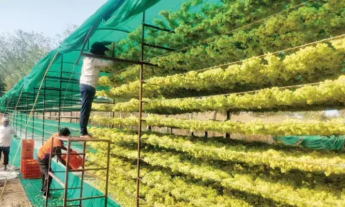 ಧಗೆಯ ನಡುವೆ ದ್ರಾಕ್ಷಿ ಬೆಳೆದು ಮಾದರಿಯಾದ ಕೆಸರಟ್ಟಿ ರೈತ