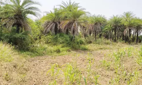 ಯಾದಗಿರಿ: ಆಡಳಿತ ವ್ಯವಸ್ಥೆ ನಿರ್ಲಕ್ಷ್ಯ; ನಶಿಸುತ್ತಿರುವ ಈಚಲ ವನ