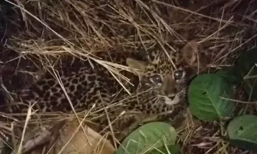 Gundlupete | ಜಮೀನಿನಲ್ಲಿ ಚಿರತೆ ಮರಿಗಳು ಪತ್ತೆ
